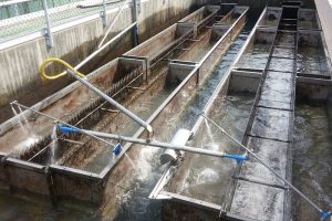 Weir Rover
